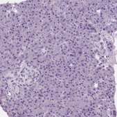 Anti-MYOM1 antibody produced in rabbit Prestige Antibodies&#174; Powered by Atlas Antibodies, affinity isolated antibody, buffered aqueous glycerol solution