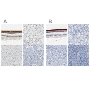 Anti-IMPG2 antibody produced in rabbit Prestige Antibodies&#174; Powered by Atlas Antibodies, affinity isolated antibody