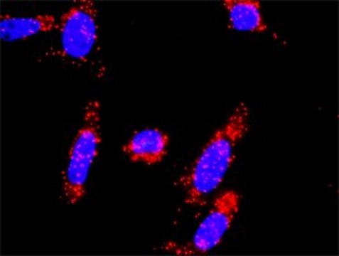 Anti-SKP2 antibody produced in mouse purified immunoglobulin, buffered aqueous solution