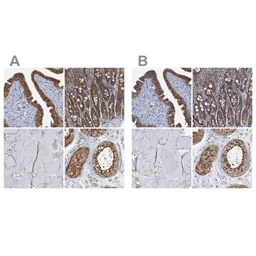 Anti-PTGES3 antibody produced in rabbit Prestige Antibodies&#174; Powered by Atlas Antibodies, affinity isolated antibody, buffered aqueous glycerol solution