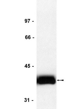 Anti-CrkL Antibody, clone 5-6 clone 5-6, Upstate&#174;, from mouse