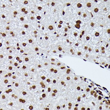 Anti-Phospho-NRF2-S40 antibody produced in rabbit