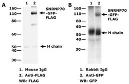 GFP, FLAG-tagged SNRNP70 mRNA