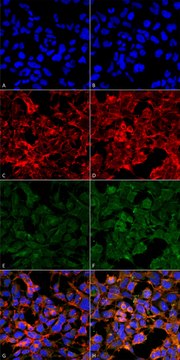 Monoclonal Anti-Malondialdehyde antibody produced in mouse clone 11E3