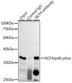 Anti-NCF4/p40-phox Antibody, clone 4L9Z4, Rabbit Monoclonal