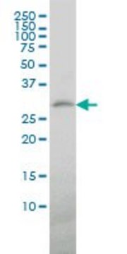 Monoclonal Anti-TREM1 antibody produced in mouse clone 2E2, purified immunoglobulin, buffered aqueous solution