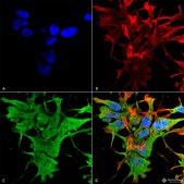 Monoclonal Anti-Lrp4 - Biotin antibody produced in mouse clone S207-27, purified immunoglobulin