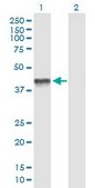 Anti-PDHA2 antibody produced in mouse IgG fraction of antiserum, buffered aqueous solution