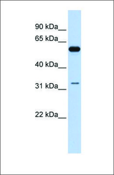 Anti-DDX28 antibody produced in rabbit affinity isolated antibody