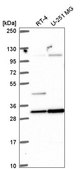 Anti-RASSF5 antibody produced in rabbit Prestige Antibodies&#174; Powered by Atlas Antibodies, affinity isolated antibody