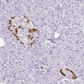 Monoclonal Anti-TTR antibody produced in mouse Prestige Antibodies&#174; Powered by Atlas Antibodies, clone CL0290, purified immunoglobulin, buffered aqueous glycerol solution