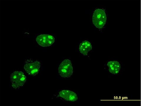 Monoclonal Anti-FBL antibody produced in mouse clone 4G9-E4, purified immunoglobulin, buffered aqueous solution