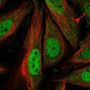 Anti-CCNT1 antibody produced in rabbit Prestige Antibodies&#174; Powered by Atlas Antibodies, affinity isolated antibody, buffered aqueous glycerol solution