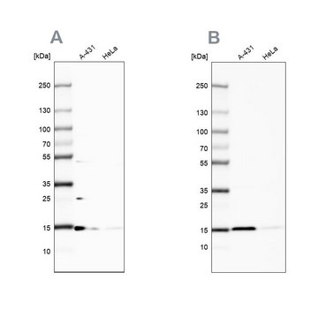 Anti-CCDC58 antibody produced in rabbit Prestige Antibodies&#174; Powered by Atlas Antibodies, affinity isolated antibody