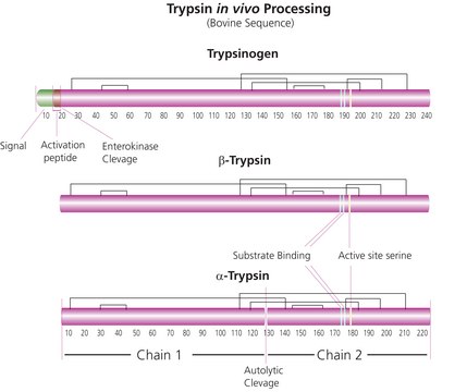 Trypsin from porcine pancreas tablet, 1 mg tablet