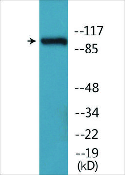 Anti-phospho-CBL (pTyr674) antibody produced in rabbit affinity isolated antibody