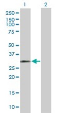 Anti-HUS1 antibody produced in rabbit purified immunoglobulin, buffered aqueous solution