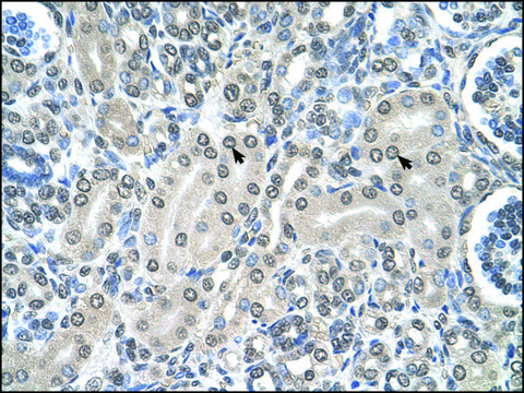 Anti-SHMT2 (AB1) antibody produced in rabbit affinity isolated antibody