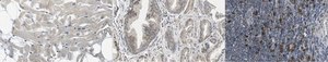 Anti-Serotonin receptor 3A/HTR3A from rabbit, purified by affinity chromatography