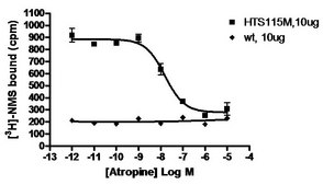 ChemiSCREEN Membrane Preparation Recombinant Human M2 Muscarinic Acetylcholine Receptor Human M2 GPCR membrane prepation for Radioligand binding Assays.