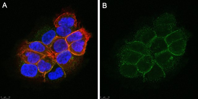 Anti-Integrin &#945;V Antibody, clone LM142