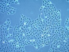 16HBE14o- Human Bronchial Epithelial Cell Line 16HBE14o- human bronchial epithelial cell line is widely used to model barrier function of the airway epithelium and to study respiratory ion transport as well as the function of CFTR.