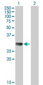 Anti-CBR3 antibody produced in mouse purified immunoglobulin, buffered aqueous solution