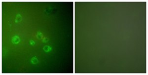 Anti-GRP78 antibody produced in rabbit affinity isolated antibody