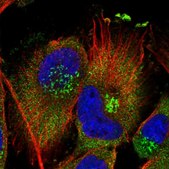 Anti-PISD antibody produced in rabbit Prestige Antibodies&#174; Powered by Atlas Antibodies, affinity isolated antibody, buffered aqueous glycerol solution, ab2