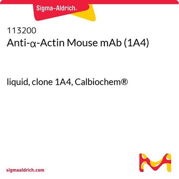 Anti-&#945;-Actin Mouse mAb (1A4) liquid, clone 1A4, Calbiochem&#174;