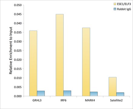 Anti-ESE1/ELF3 Antibody, clone 7O2V4, Rabbit Monoclonal