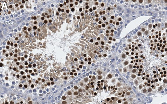 Anti-Nanog Antibody, clone 4D17 ZooMAb&#174; Rabbit Monoclonal recombinant, expressed in HEK 293 cells