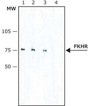 Monoclonal Anti-FKHR (FOXO1a) antibody produced in mouse clone FKH 117, purified immunoglobulin, buffered aqueous solution