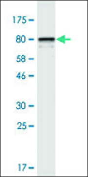 Monoclonal Anti-STIP1 antibody produced in mouse clone 1B10, purified immunoglobulin, buffered aqueous solution