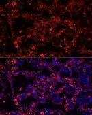 Anti-Cytokeratin 7 (KRT7) Antibody, clone 5V4M10, Rabbit Monoclonal
