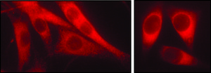 Anti-Derlin-1 antibody produced in rabbit ~1&#160;mg/mL, affinity isolated antibody, buffered aqueous solution