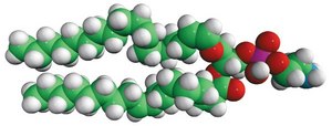 C18(Plasm)-18:1 PE Avanti Research&#8482; - A Croda Brand