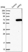 Anti-MPP2 antibody produced in rabbit Prestige Antibodies&#174; Powered by Atlas Antibodies, affinity isolated antibody, buffered aqueous glycerol solution