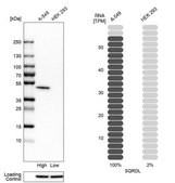 Anti-SQRDL antibody produced in rabbit Prestige Antibodies&#174; Powered by Atlas Antibodies, affinity isolated antibody, buffered aqueous glycerol solution
