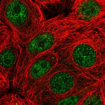 Anti-PARG antibody produced in rabbit Prestige Antibodies&#174; Powered by Atlas Antibodies, affinity isolated antibody
