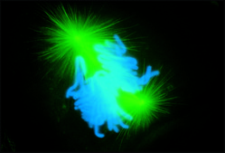 Anti-Mouse IgG (whole molecule)–FITC antibody produced in goat affinity isolated antibody, buffered aqueous solution