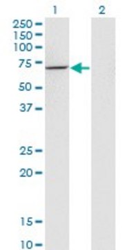 Monoclonal Anti-USH1C, (C-terminal) antibody produced in mouse clone 2B3, purified immunoglobulin, buffered aqueous solution