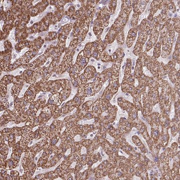 Anti-ALG8 antibody produced in rabbit Prestige Antibodies&#174; Powered by Atlas Antibodies, affinity isolated antibody, buffered aqueous glycerol solution