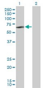 Anti-LYN antibody produced in rabbit purified immunoglobulin, buffered aqueous solution