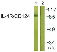 Anti-IL-4R antibody produced in rabbit affinity isolated antibody