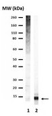 Anti-Ubiquitin Antibody Upstate&#174;, from rabbit