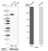 Anti-ITGA3 antibody produced in rabbit Prestige Antibodies&#174; Powered by Atlas Antibodies, affinity isolated antibody, buffered aqueous glycerol solution
