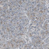 Anti-CD276 antibody produced in rabbit Ab1, Prestige Antibodies&#174; Powered by Atlas Antibodies, affinity isolated antibody, buffered aqueous glycerol solution