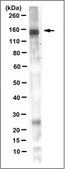 Anti-LDL Receptor Antibody, clone 2H7.1 clone 2H7.1, from mouse