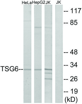 Anti-TSG6 antibody produced in rabbit affinity isolated antibody